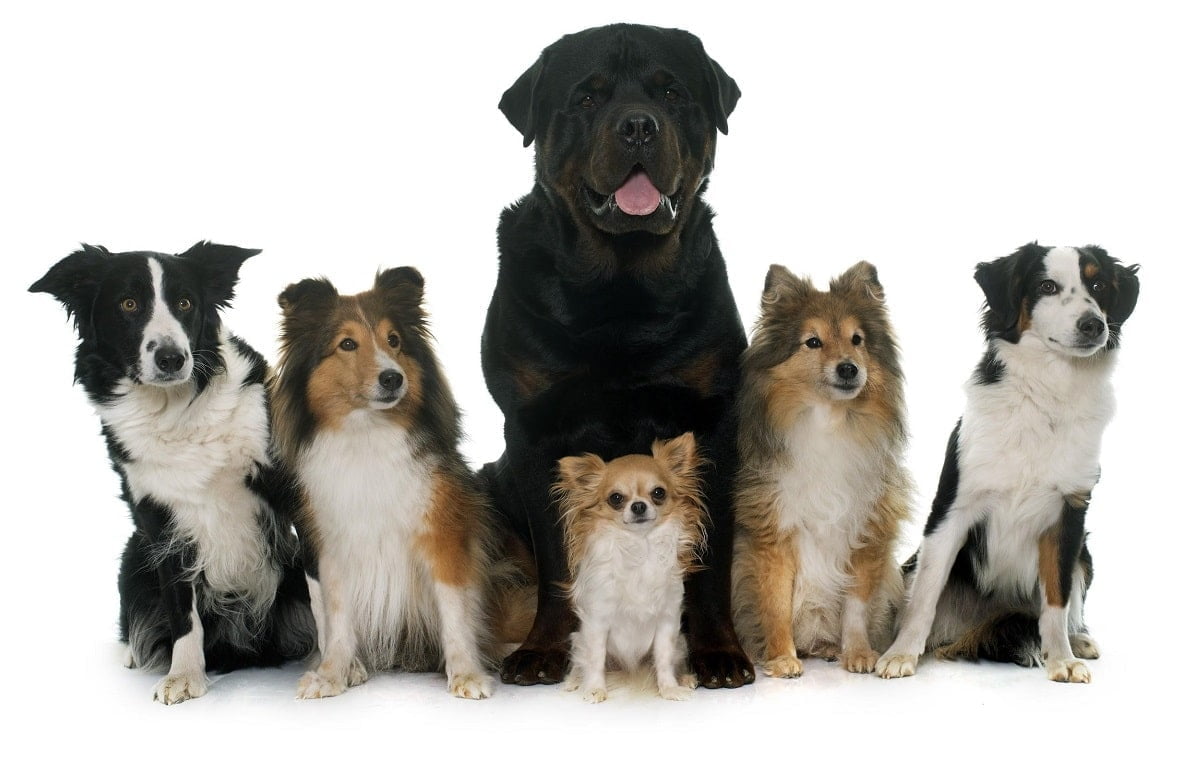 Ranking dos cachorros de grande porte - Portal do Dog