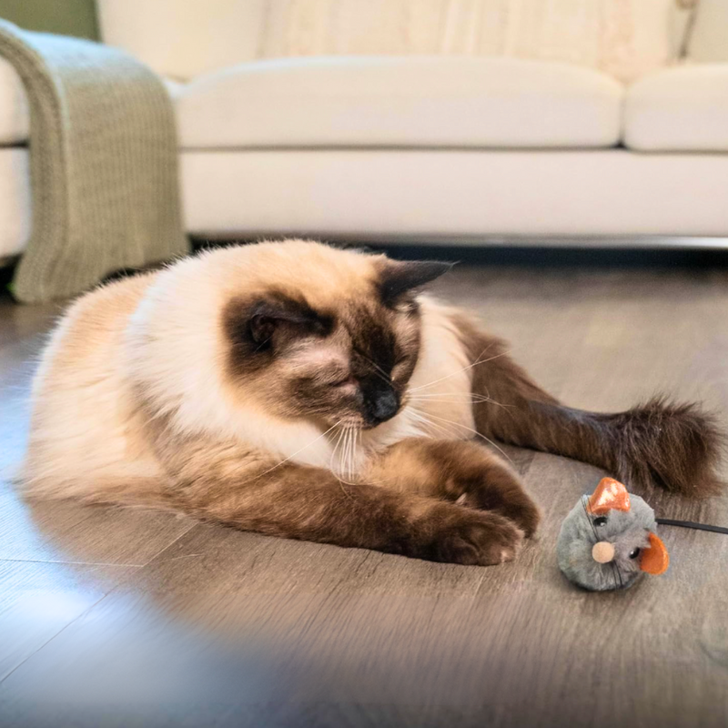 Brinquedo Catnip Rato som Real Squeak Squeak Mouse Petstages