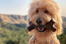 Benebone Maplesticks - New York Pets