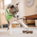 Benebone Zaggler Bacon Mordedor para Cachorro - New York Pets