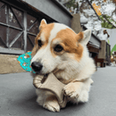 Biobone Ossão Bagaço de Laranja– Mordedor Sustentável para Cães com Mordida Moderada - New York Pets