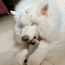 Biobone Ossão Bagaço de Laranja– Mordedor Sustentável para Cães com Mordida Moderada - New York Pets