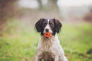 Bola Chuckit Breathe Right Medio Para Cachorro - New York Pets