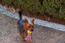 Bola Chuckit Fanatic Ball para Cães - New York Pets