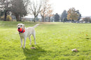 Bola Chuckit Fumble Fetch Para Cachorro - New York Pets