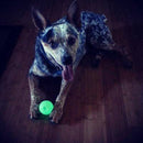Bola Chuckit Max Glow Brilha no Escuro - New York Pets