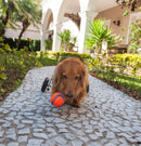 Bola Chuckit! Ultra Ball - 2 Unidades - P - New York Pets