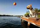 Bola Chuckit! Ultra Ball XG para Cachorro - New York Pets
