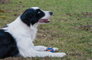 Bola Chuckit Ultra Squeaker Com Apito - 1 Unidade - New York Pets