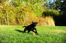 Bola de Tenis Chuckit! 2 Unidade Para Cachorro - New York Pets