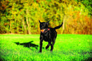 Bola de Tênis Chuckit para Cães - Pack c/ 4 Unidades Médio - New York Pets
