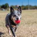 Bola Kong Ball with Hole - New York Pets