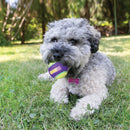 Bola Kong Crunch Air para Cachorro - New York Pets