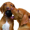 Bola Kong Extreme Pequeno para cães - New York Pets