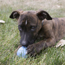 Bola Kong Puppy Ball para Filhotes - New York Pets