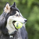 Bola kong squekair tennis – 2 unidades p/ cães - New York Pets