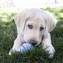 Brinquedo Interativo cachorro Kong Puppy para filhotes - New York Pets