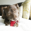 Brinquedo Kong Dental Stick - New York Pets