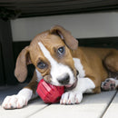 Brinquedo kong stuff - a - ball medio p/ cães - New York Pets