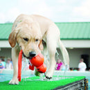 Brinquedo Kong Wet Wubba para Cachorro - New York Pets