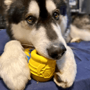 Brinquedo Mordedor Recheável Honey Pot Sodapup Para Cachorro - New York Pets