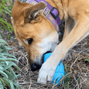 Brinquedo Mordedor Recheável Ice Cream Sodapup Para Cachorro - New York Pets