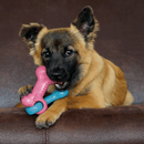 Brinquedo para Filhotes Kong ChewStix Link Bones - New York Pets