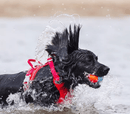 Chuckit! Amphibious Balls Kit 3 Unidades - New York Pets
