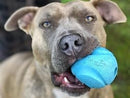 Chuckit! The Whistler Ball Grande - New York Pets