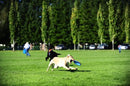 Disco Chuckit! Paraflight Grande Para Cachorro - New York Pets