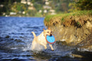 Disco Chuckit! Paraflight Grande Para Cachorro - New York Pets
