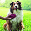 Escova de Borracha Kong ZoomGroom Azul para Cachorro - New York Pets