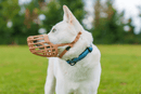 Focinheira Baskerville Classic Muzle Bege - Tamanhos 1 ao 10 - New York Pets