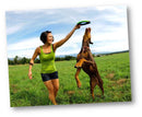 Frisbee para cachorro Disco Chuckit! Zipflight - New York Pets