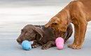 Kit Kong e Benebone para Filhote - New York Pets