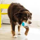 KONG Duets Dental Bola Futebol Americano – Brinquedo Mordedor Dental para Cães - New York Pets