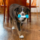 KONG Duets Dental Osso – Brinquedo Mordedor Dental para Cães - New York Pets