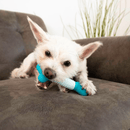 KONG Duets Dental Stick – Brinquedo Mordedor Dental para Cães - New York Pets