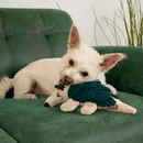 KONG Pelúcia Layerz Forage – Pelúcia Tatu para Cachorro - New York Pets