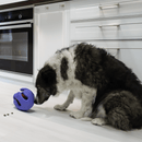 KONG Rewards Wrapz – Dispencer para Ração - New York Pets