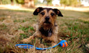 Lançador de Bolas Chuckit para Cães Junior - New York Pets