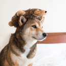 Loopy Pelucia para Cachorro Circular - Zippy Paws - New York Pets