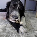 Mordedor Kong Bamboo Rockerz Stick - New York Pets