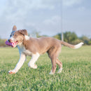Mordedor Kong para filhotes Teething Stick - New York Pets