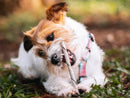 Mordedor Natural Palitinho Bovino Natuka Para Cães - New York Pets