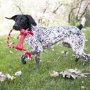 Mordedor para cachorro kong goodie com corda - New York Pets