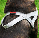 Peitoral Norueguês Kong para Cachorro - New York Pets