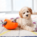 Pelucia Surpresa Zippy Paws Cenoura Burrows Apito para Cachorro - New York Pets