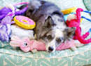 Pelucia Zippy Jigglerz - Coelho - New York Pets