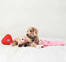 Pelucia Zippy Jigglerz - Ursinho Rosa - New York Pets